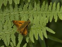 Ochlodes sylvanus 90, Groot dikkopje, Saxifraga-Jan van der Straaten