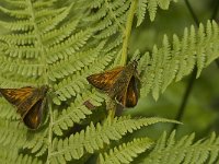 Ochlodes sylvanus 92, Groot dikkopje, Saxifraga-Jan van der Straaten