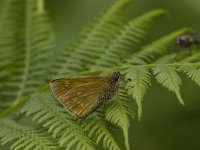 Ochlodes sylvanus 94, Groot dikkopje, Saxifraga-Jan van der Straaten