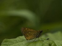 Ochlodes sylvanus 95, Groot dikkopje, Saxifraga-Jan van der Straaten