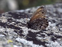 Oeneis glacialis 2, Gletsjervlinder, Vlinderstichting-Albert Vliegenthart