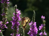 Papilio machaon 14, Koninginnenpage, Vlinderstichting-Kars Veling