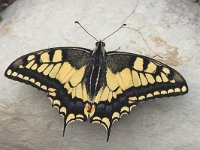 Papilio machaon 20, Koninginnenpage, Saxifraga-Marijke Verhagen