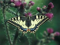 Papilio machaon 21, Koninginnenpage, Vlinderstichting-Kars Veling