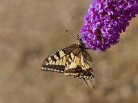 koninginnepage  Koninginnepage in Les Trigots.Fr : Papilio machaon