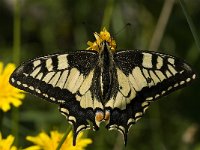 Papilio machaon 26, Koninginnenpage, Saxifraga-Marijke Verhagen