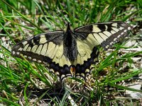 Papilio machaon 27, Koninginnenpage, Vlinderstichting-Henk Bosma