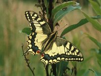 Papilio machaon 28, Koninginnenpage, Vlinderstichting-Henkjan Kievit