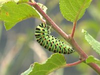 Papilio machaon 4, Koninginnenpage, Vlinderstichting-Kars Veling