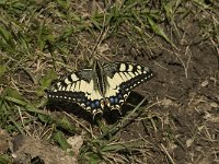 Papilio machaon 41, Koninginnenpage, Saxifraga-Jan van der Straaten