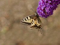 koninginnepage  Koninginnepage in Les Trigots.Fr : Papilio machaon