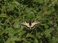 Papilio machaon 54, Koninginnenpage, Saxifraga-Bas Klaver