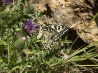 Papilio machaon 58, Koninginnenpage, Saxifraga-Willem van Kruijsbergen