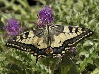 Papilio machaon 60, Koninginnenpage, Saxifraga-Willem van Kruijsbergen