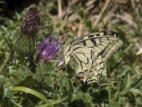 Papilio machaon 62, Koninginnenpage, Saxifraga-Willem van Kruijsbergen