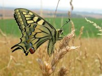 Papilio machaon 64, Koninginnenpage, Saxifraga-Ed Stikvoort