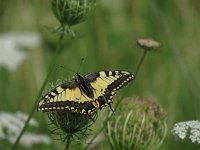 Papilio machaon 68, Koninginnenpage, Saxifraga-Henk Sierdsema