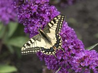 Papilio machaon 79, Koninginnenpage, Saxifraga-Willem van Kruijsbergen