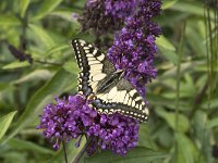 Papilio machaon 80, Koninginnenpage, Saxifraga-Willem van Kruijsbergen