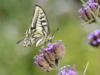 Papilio machaon 87, Koninginnenpage, Saxifraga-Tom Heijnen