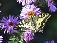 Papilio machaon 88, Koninginnenpage, Saxifraga-Tom Heijnen