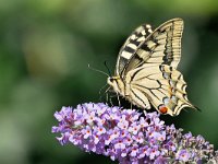 Papilio machaon 89, Koninginnenpage, Saxifraga-Tom Heijnen