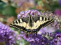 Papilio machaon 90, Koninginnenpage, Saxifraga-Tom Heijnen