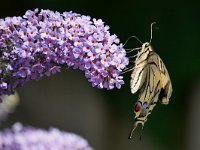 Papilio machaon 91, Koninginnenpage, Saxifraga-Tom Heijnen