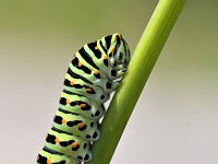 Papilio machaon 95, Koninginnenpage, Saxifraga-Tom Heijnen