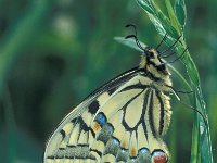 Papilio machaon var gorganus 32, Koninginnenpage, female, Saxifraga-Frits Bink