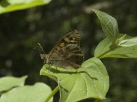 Pararge aegeria 12, Bont zandoogje, Saxifraga-Marijke Verhagen