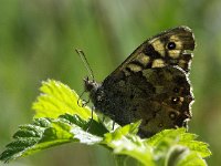 Pararge aegeria 16, Bont zandoogje, Vlinderstichting-Chris van Swaay