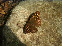 Pararge aegeria 19, Bont zandoogje, Vlinderstichting-Henk Bosma