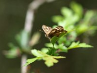 Pararge aegeria 42, Bont zandoogje, Saxifraga-Rudmer Zwerver