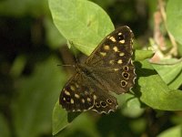 Pararge aegeria 43, Bont zandoogje, Saxifraga-Jan van der Straaten