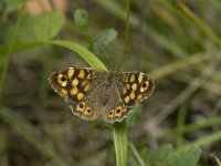 Pararge aegeria 45, Bont zandoogje, Saxifraga-Jan van der Straaten