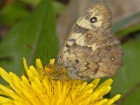 Bont zandoogje #06506 : Pararge aegeria, Bont zandoogje, male