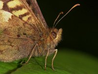 Pararge aegeria 5, Bont zandoogje, Vlinderstichting-Ab H. Baas