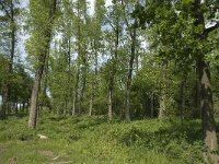 Pararge aegeria 57, Bont zandoogje, habitat, NL, Noortd-Brabant, Best, De Scheeken, Saxifraga-Jan van der Straaten