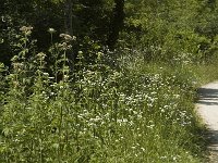 Pararge aegeria 6, Bont zandoogje, habitat, F, Isere, Miribel-Lanchatre, Saxifraga-Marijke Verhagen