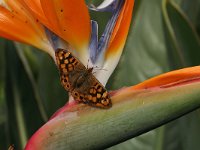 Pararge aegeria 62, Bont zandoogje, on Strelitzia reginae, Saxifraga-Kars Veling