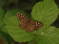 Pararge aegeria 65, Bont zandoogje, Saxifraga-Bas Klaver