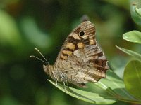 Pararge aegeria 9, Bont zandoogje, male, Saxifrag-Jan van der Straaten