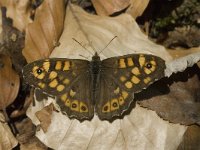 Pararge aegeria ssp tircis 27, Bont zandoogje, male, Saxifraga-Marijke Verhagen