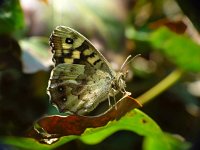 Pararge aegeria ssp tircis 28, Bont zandoogje, Vlinderstichting-Henk Bosma