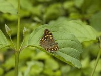 Pararge aegeria 10, Bont zandoogje, male, Saxifraga-Jan van der Straaten