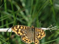 Pararge aegeria 11, Bont zandoogje, male, Saxifraga-Jan van der Straaten