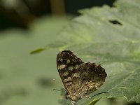 Pararge aegeria 13, Bont zandoogje, Vlinderstichting-Henk Bosma