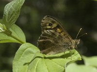 Pararge aegeria 14, Bont zandoogje, Saxifraga-Marijke Verhagen