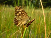 Pararge aegeria 17, Bont Zandoogje, Vlinderstichting-Fons Bongers